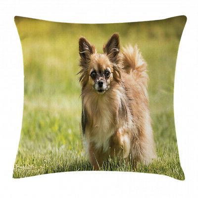 chihuahua coperture cuscino del divano dai capelli