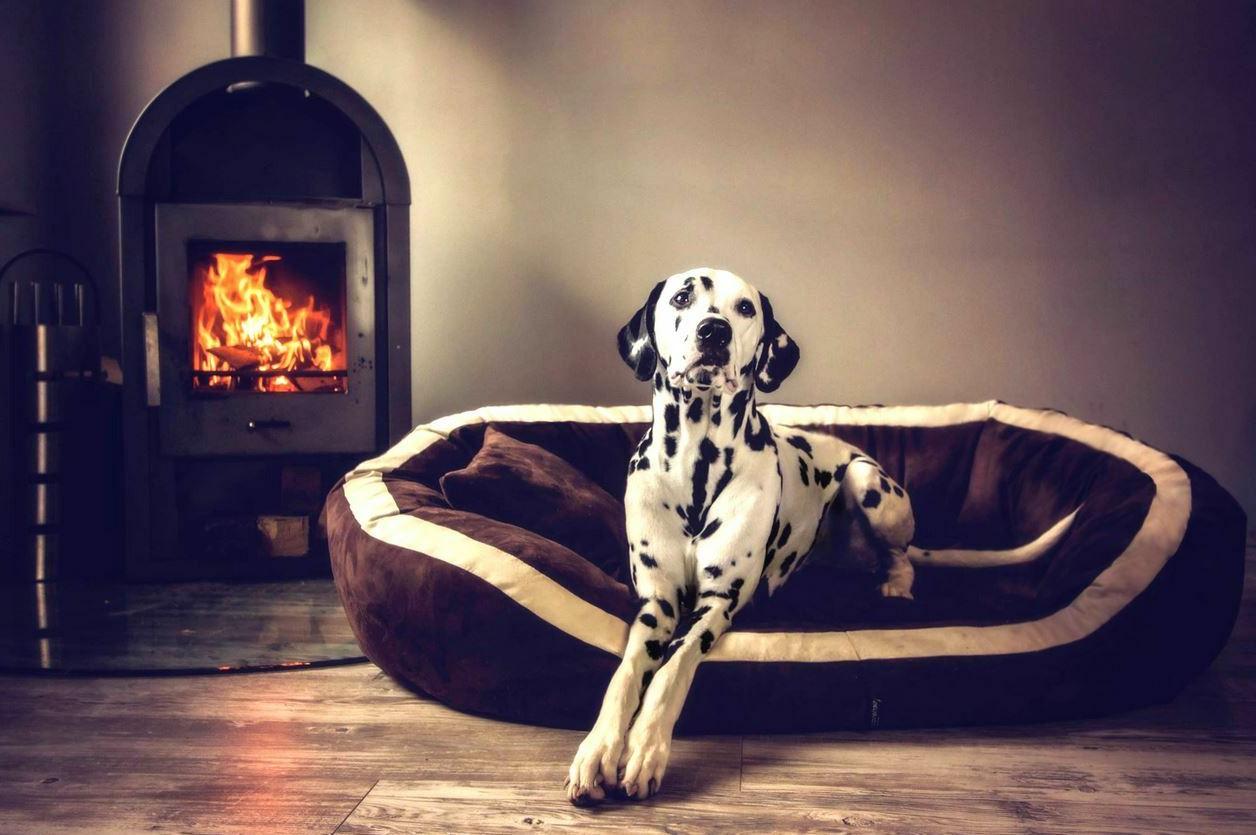 pepper ortopedici cuccia divano per cani l