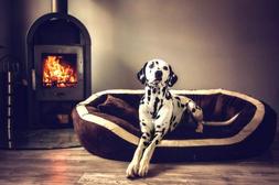 Per Cani L Xl Xxl Mega Spessa Velour